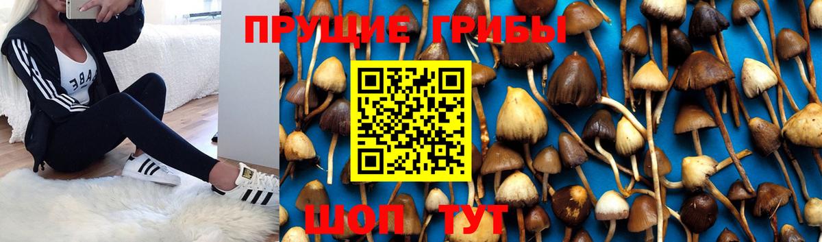 Губаха  Галлюциногенные грибы прущие грибы  Вход с VPN 